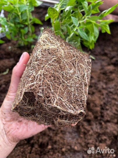 Саженцы гортензий бобо, Сандей фрайз