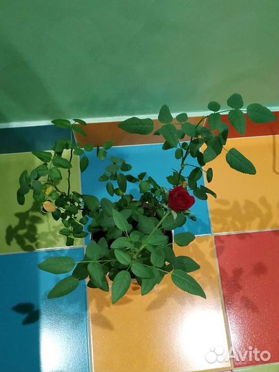 Розы кустовые в горшках и на высадку в грунт