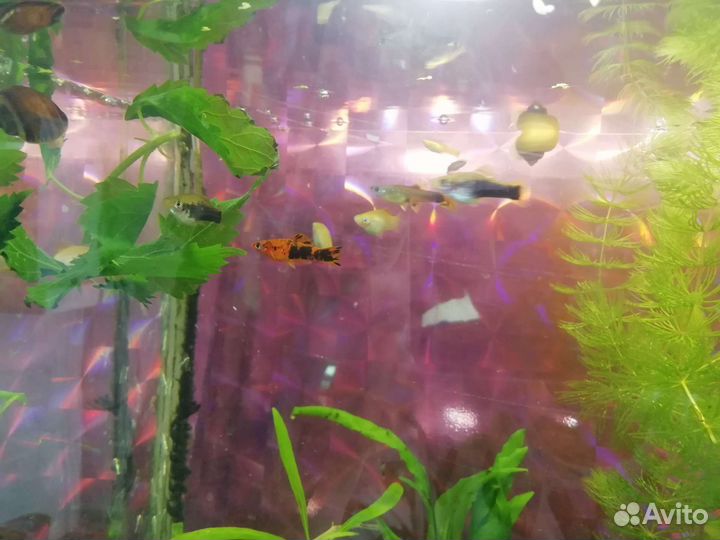 Аквариумные рыбки