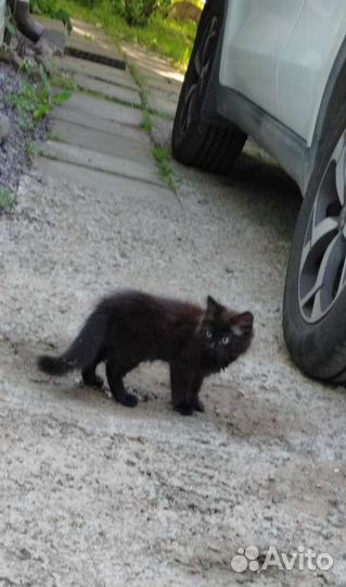 Котята в добрые руки бесплатно