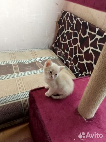 Котята в добрые руки бесплатно