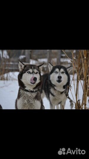 Сибирский хаски