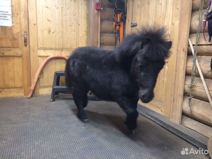 Пони с жеребенком