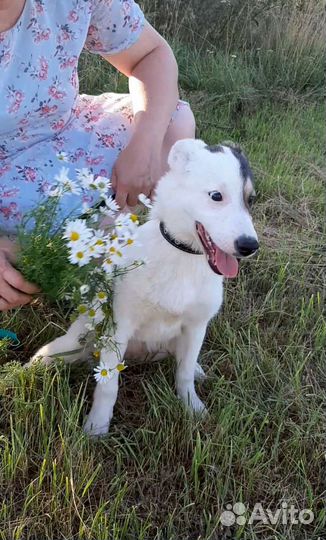 Собака в добрые руки щенок