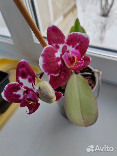 Орхидея фаленопсис