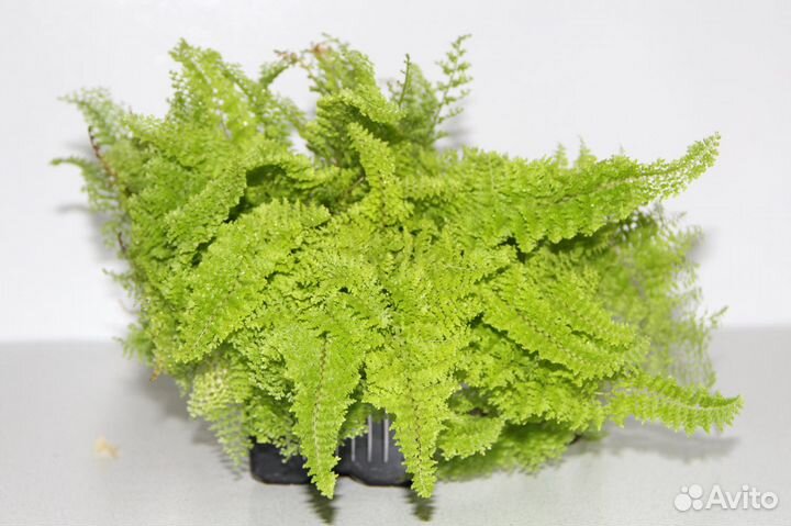 Миниатюрный Нефролепис Мариса