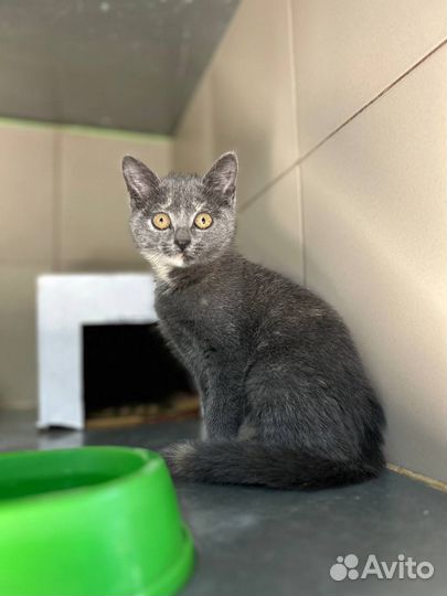 Отдам в добрые руки котенка девочку