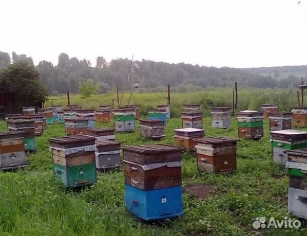 Мед 2024 года из Алтая опт