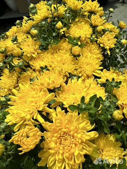 Садовые цветы