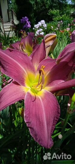 Лилейники сортовые