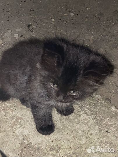 Котята хотят домой