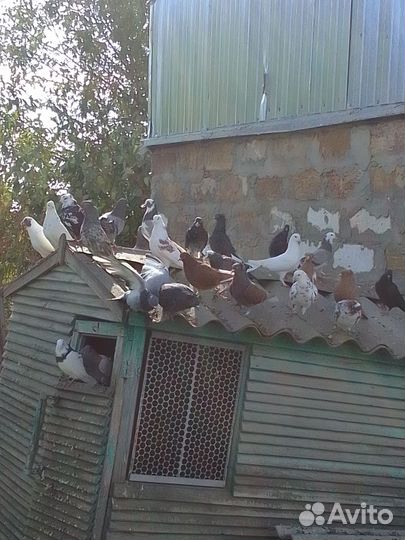 Бойные голуби