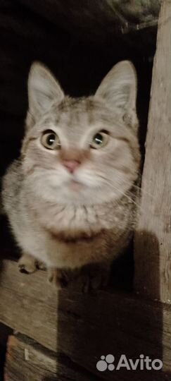 Добрый котенок ищет дом