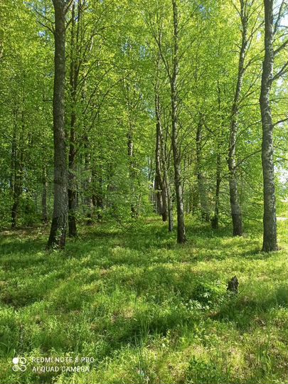 Участок 1,5 га (ИЖС)