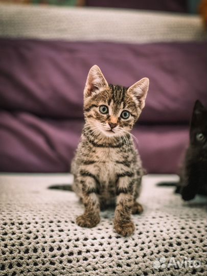 Котенок в добрые руки