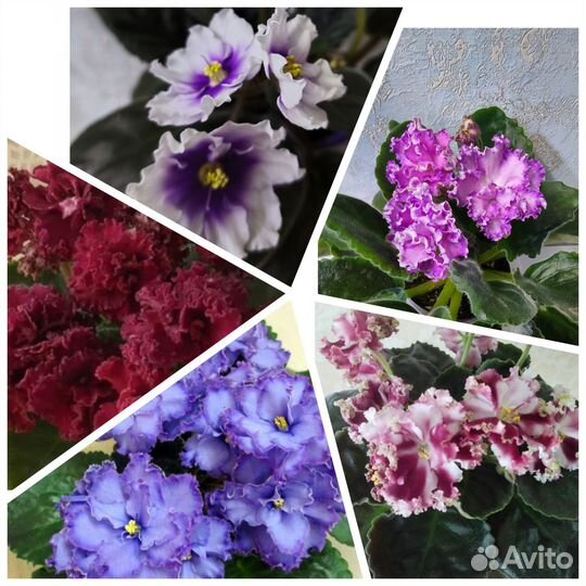 Детки сортовых фиалок набором