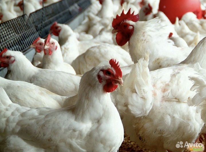 Куры бройлеры на мясо