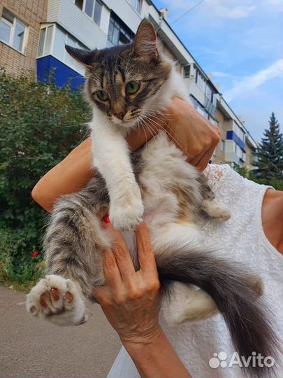 Кошка хозяйка