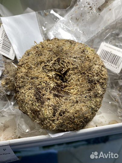 Кладофора шаровидная, вабикуса (болотная кочка)