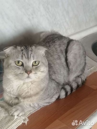 Шотландский кот вязка