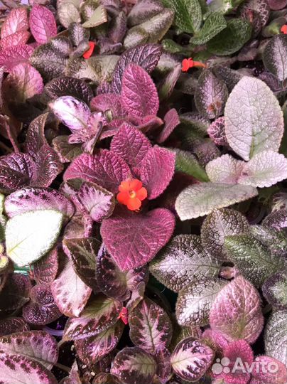 Комнатные растения