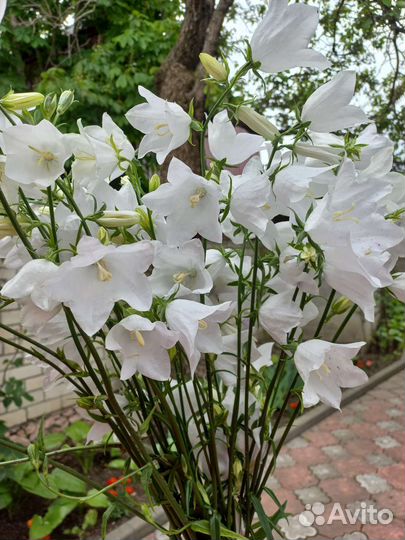 Колокольчик белый