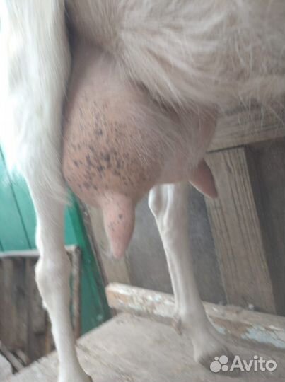 Коза молочная