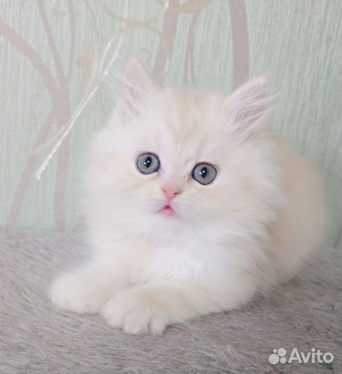 Котята персидские шиншиллы