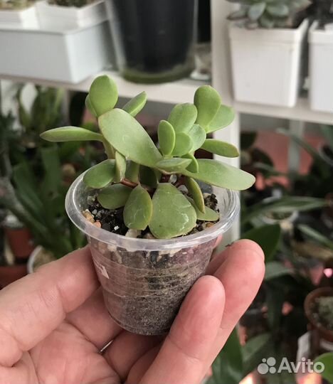 Суккуленты Crassula