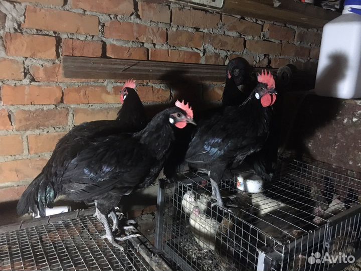 Петухи черной минорки