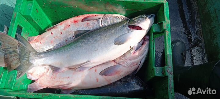 Отдых и рыбалка на Камчатке