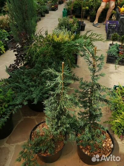 Можжевельники на бамбуке (штамбе)