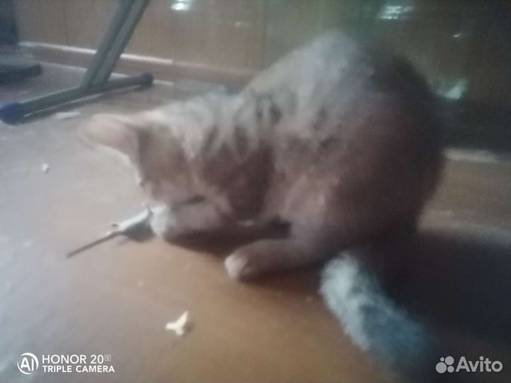 Котята от кошки мышеловки