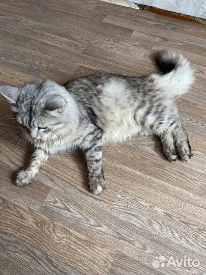 Кот в дар бесплатно