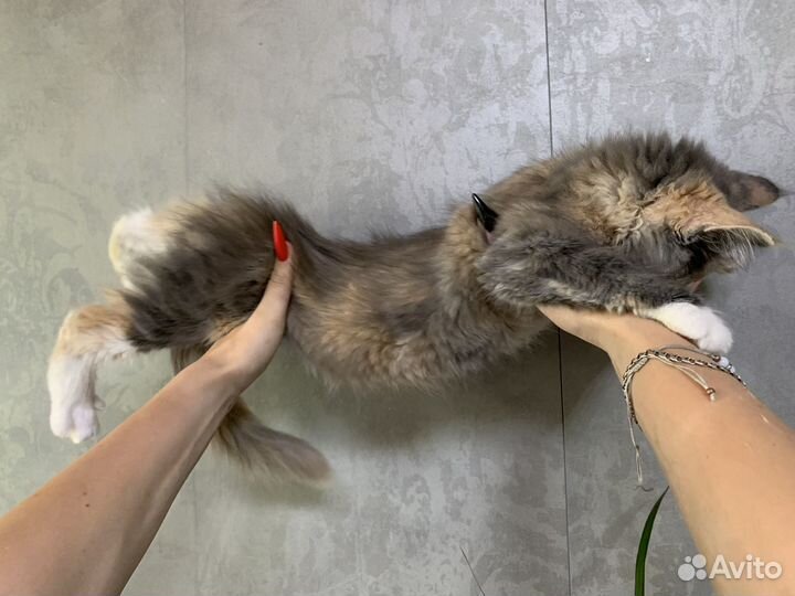 Котята мейн-кун