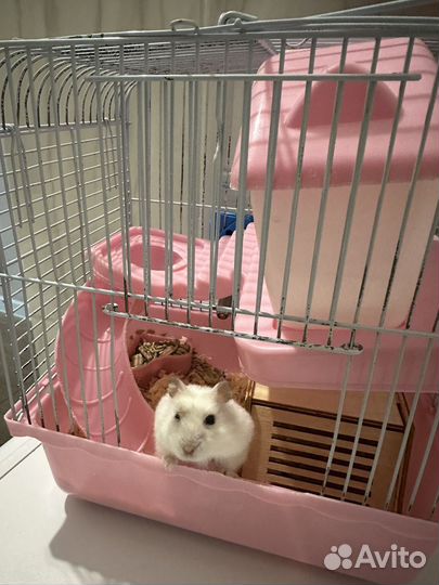 Джунгарский хомяк с клеткой