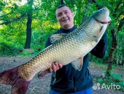 Малёк белый амур Толстолобик карп линь карась вьюн