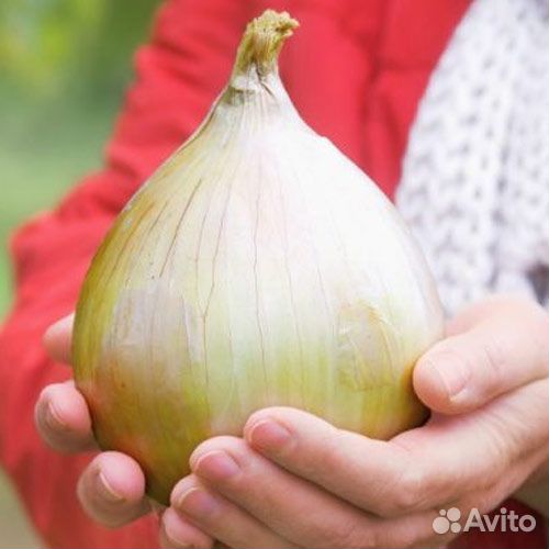 Семена гигантского лука