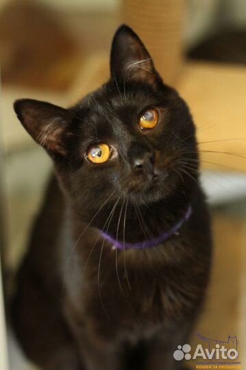Кот Манс, 3 года