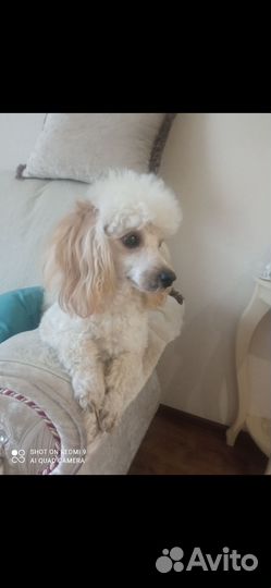 Собака для вязки