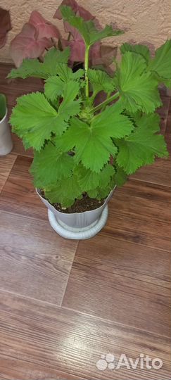 Комнатные цветы