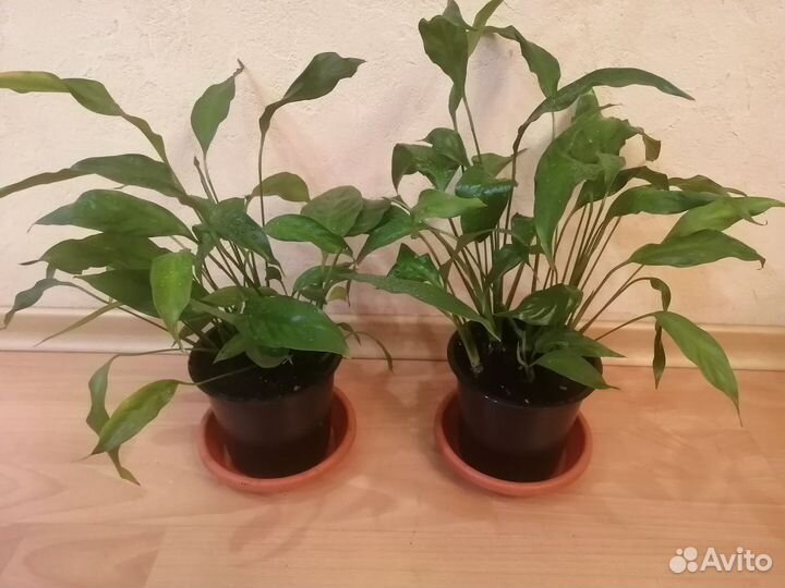 Спатифиллум Шопен