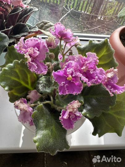 Фиалка обмен