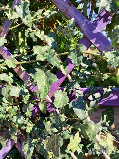 Плющ, Лаванда