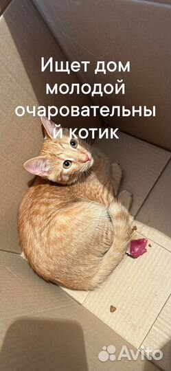 Котик ищет дом