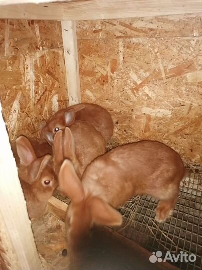 Кролики новозеландские красный