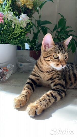 Бенгальская кошка