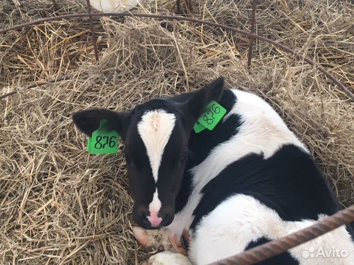 Телята бычки мясного направления