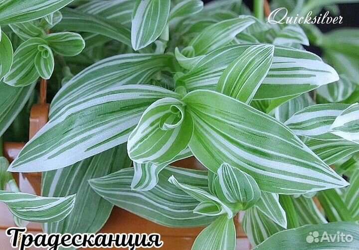 Традесканция