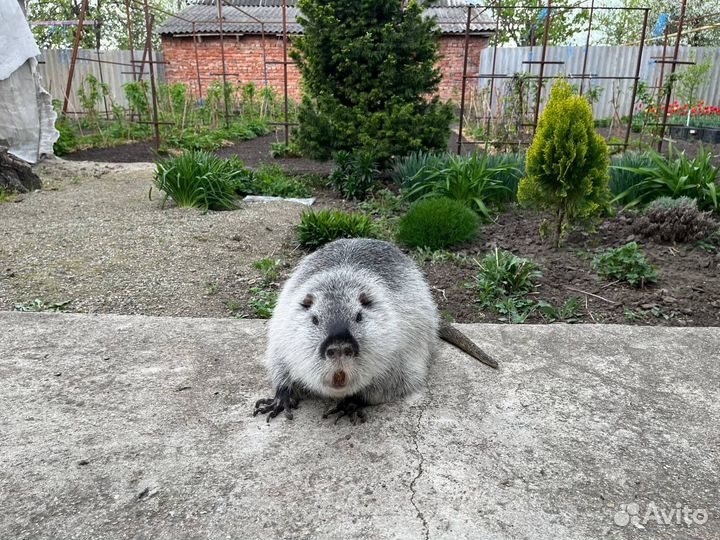 Нутрии на племя